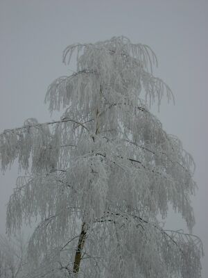 Baum im Schnee