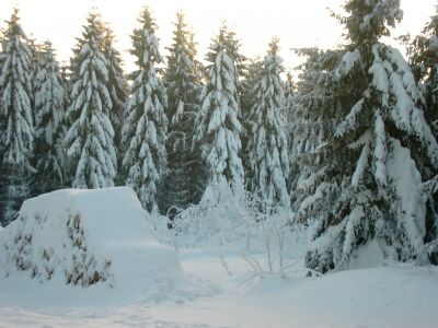 Bäume im Schnee