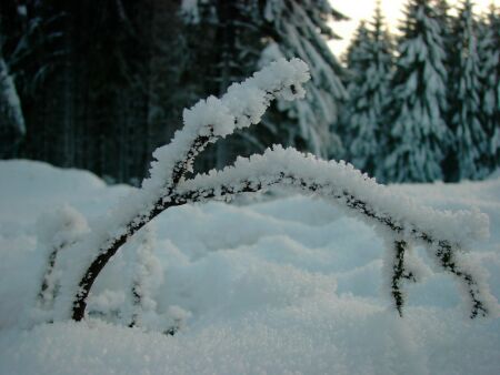 Bäume im Schnee