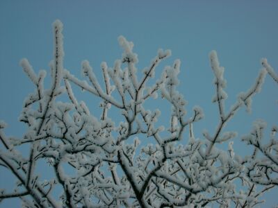 Bäume im Schnee